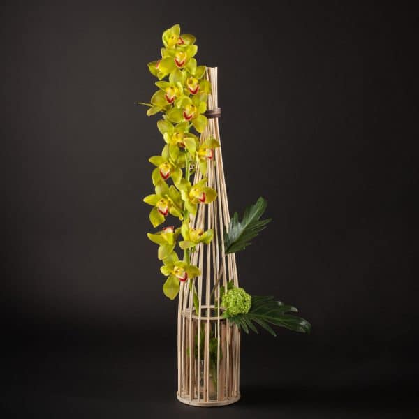 cymbidium en candil flores