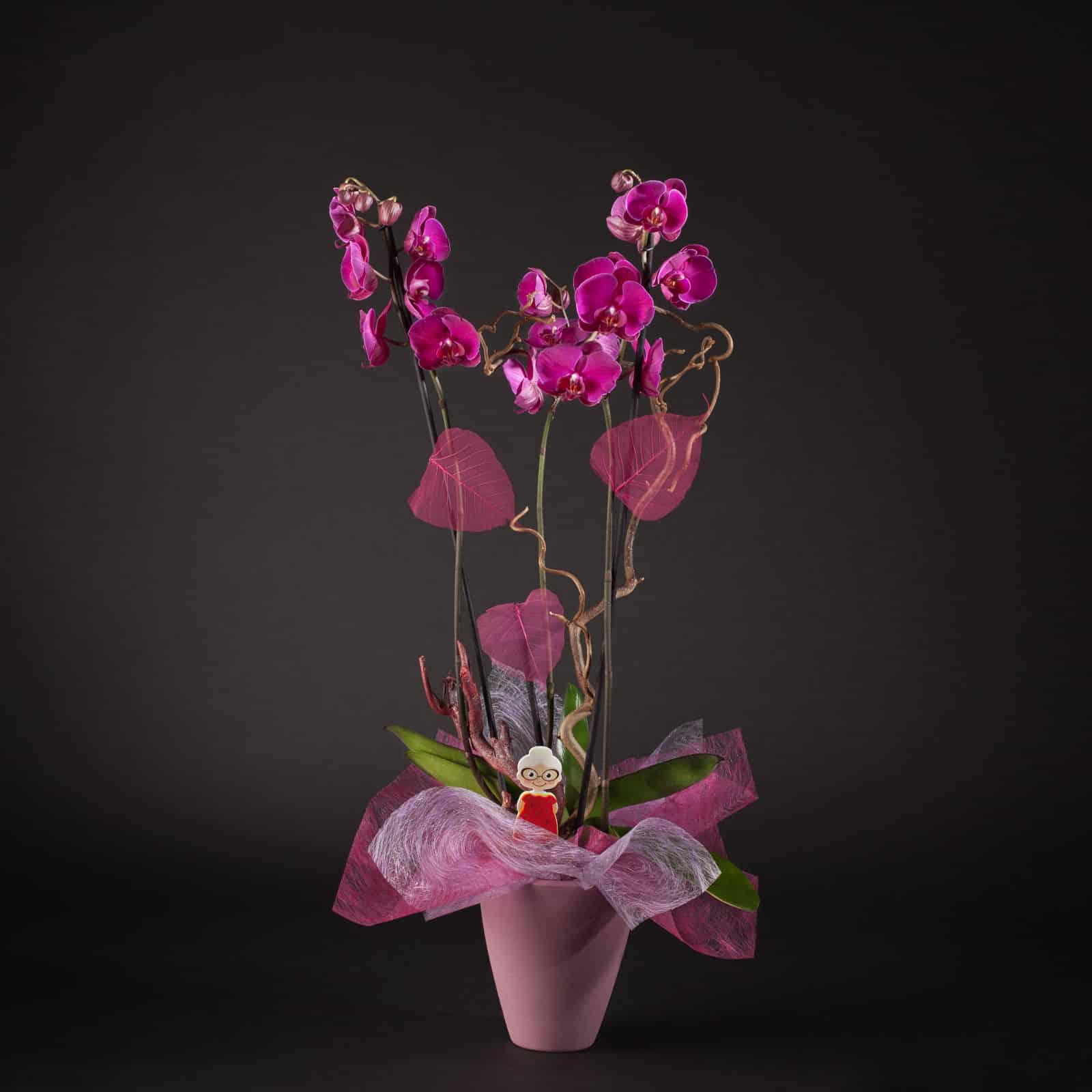 orquideas para regalar