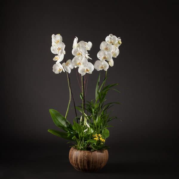 orquidea plaenopsis en ceramica