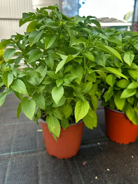 Ocimum basilicum