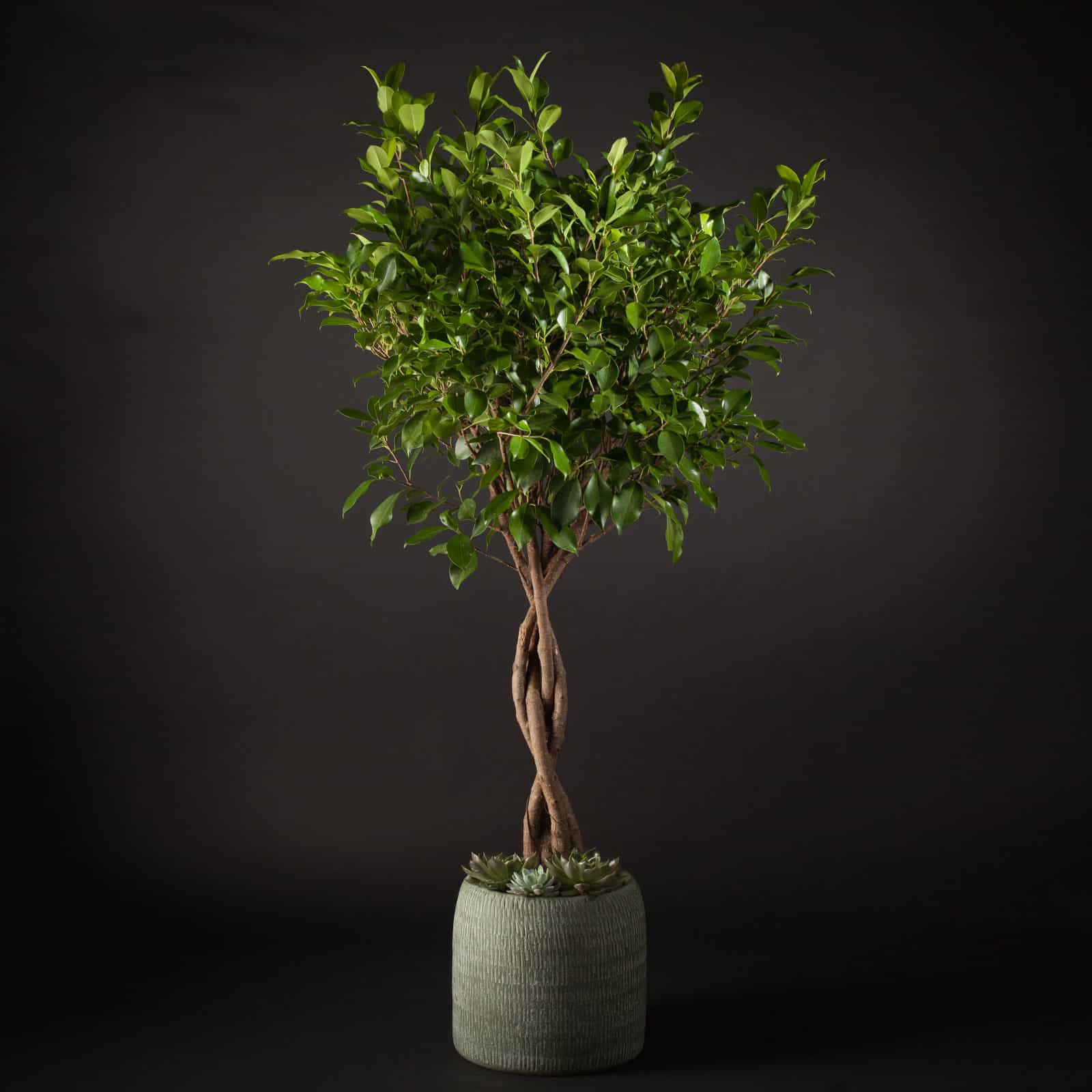 ficus comprar en madrid