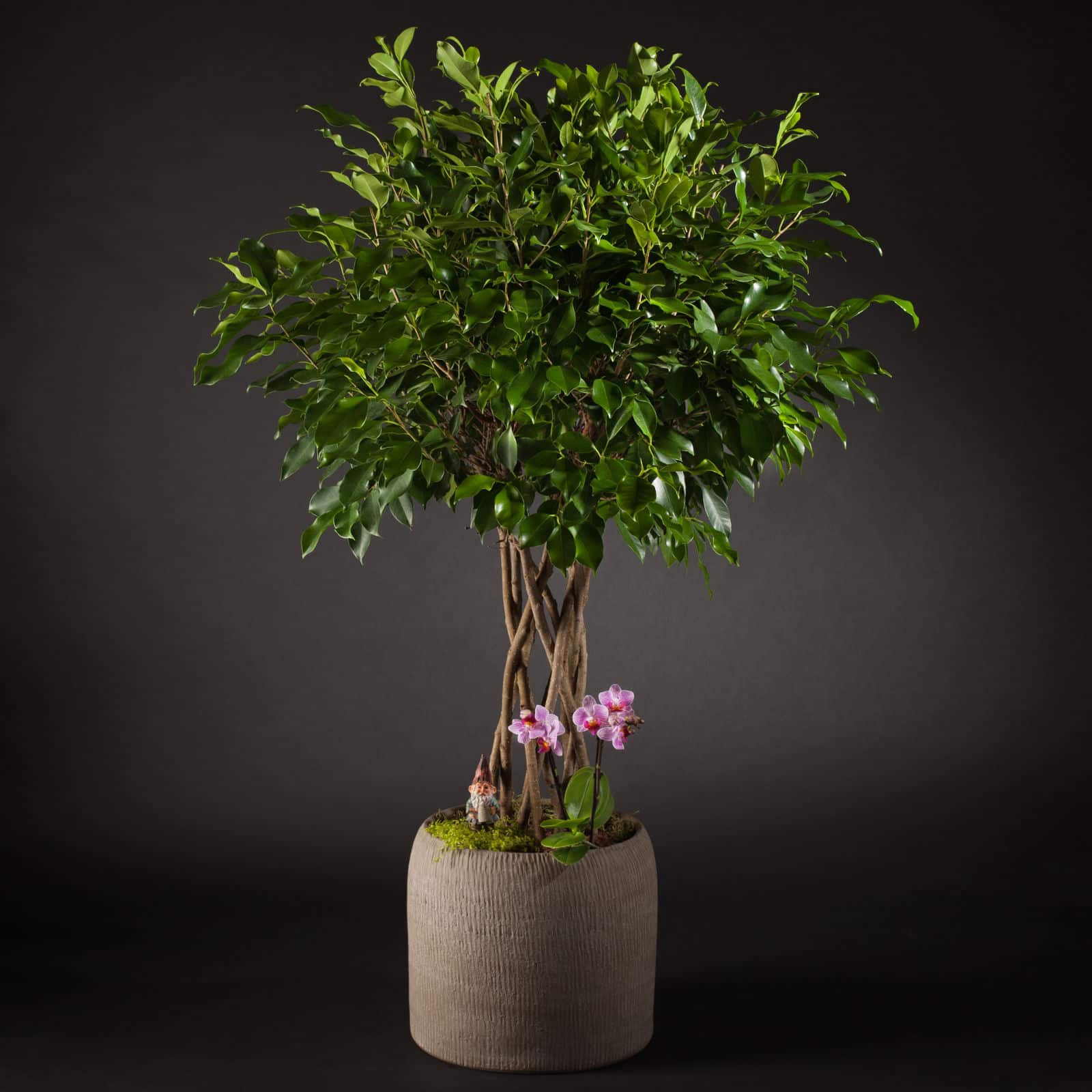 ficus con orquidea
