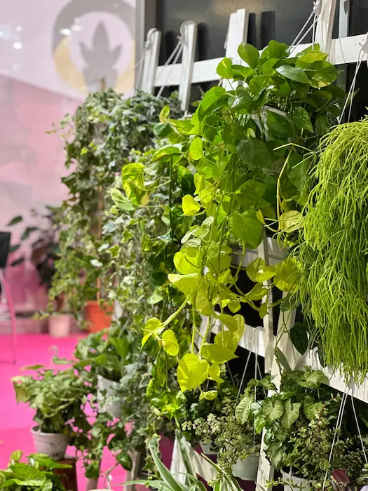 mejores plantas colgantes de interior