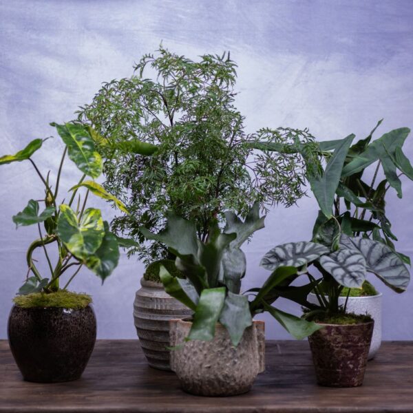 comprar plantas de colección