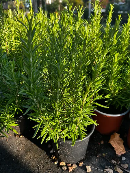 romero planta antimosquitos