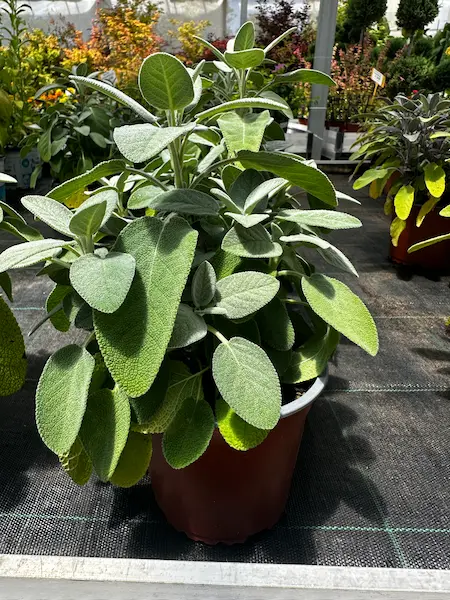 Salvia planta aromática