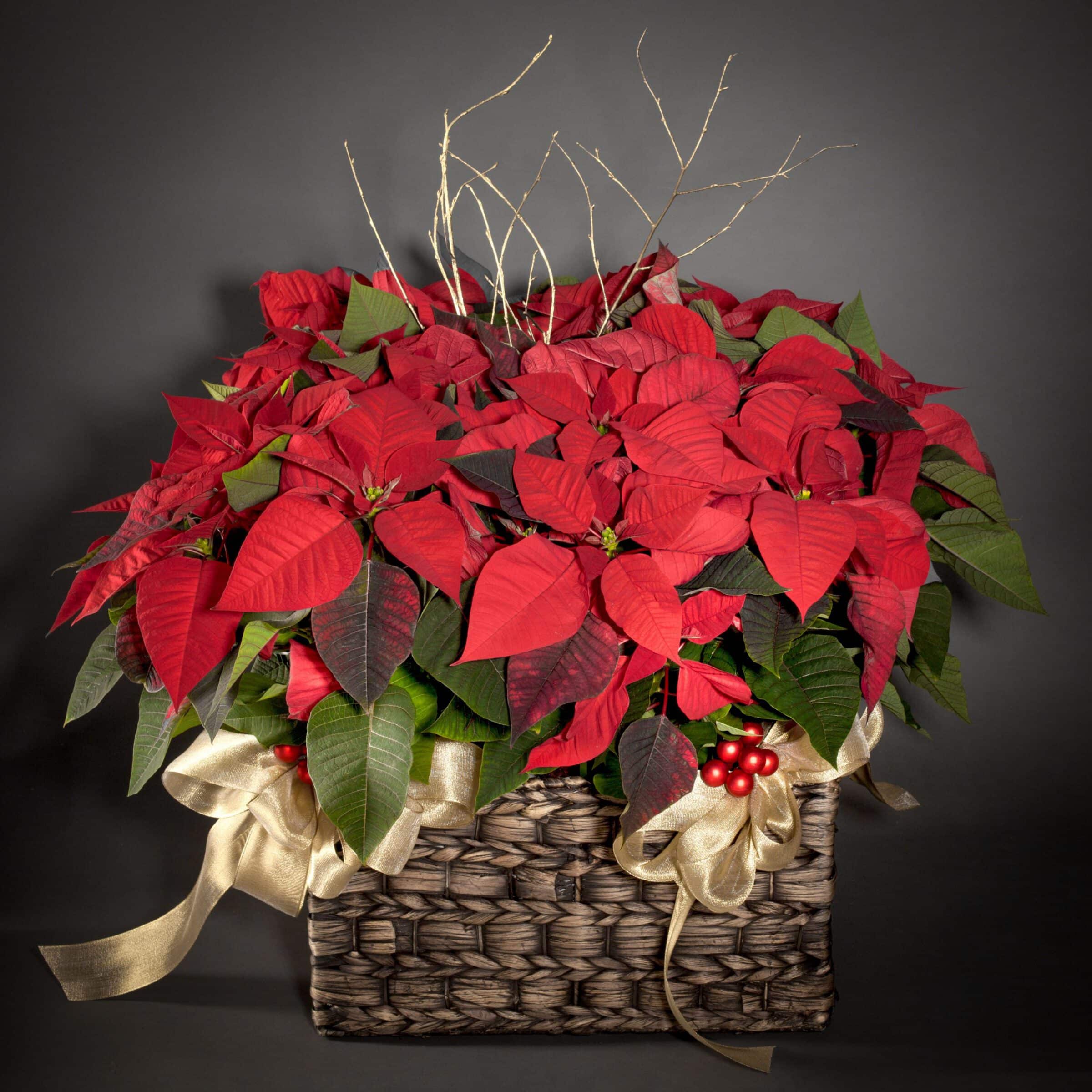Las 5 flores y plantas de Navidad más tradicionales para decorar el hogar -  Silvosa Hermanos
