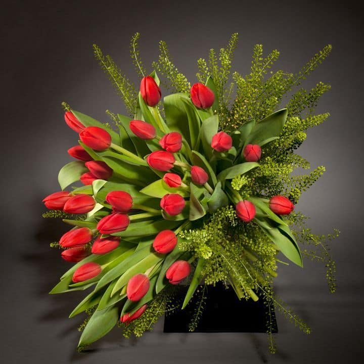 tulipanes rojos