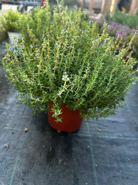 THYMUS VULGARIS tomillo antimosquitos