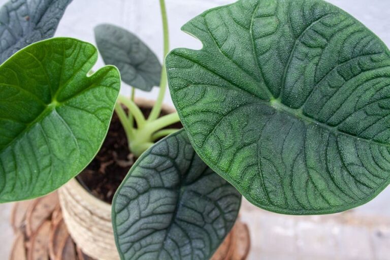 plantas raras para coleccionar