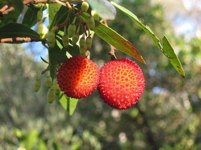 imagen de fruto de arbutus unedo