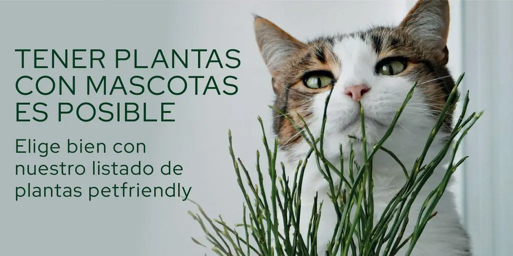 banner plantas petfriendly