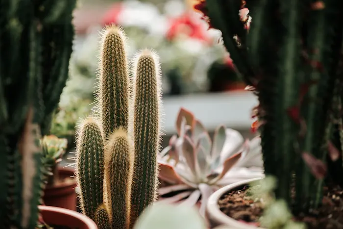 como cuidar de cactus en invierno