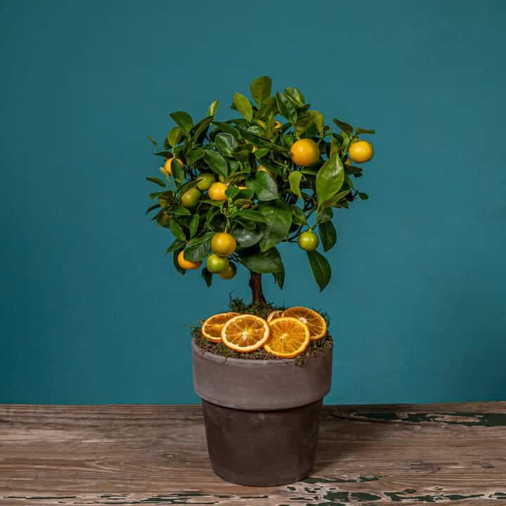 calamondin enano a domicilio