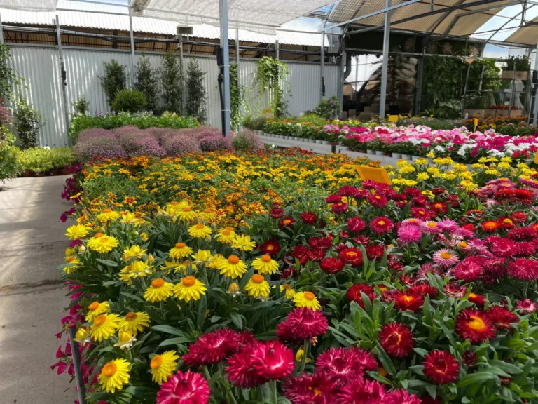 plantas en centro de jardinería en madrid