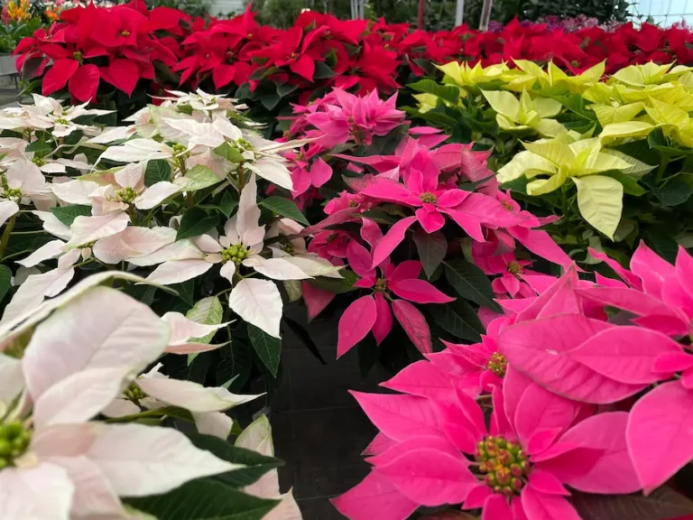 como cuidar la flor de pascua