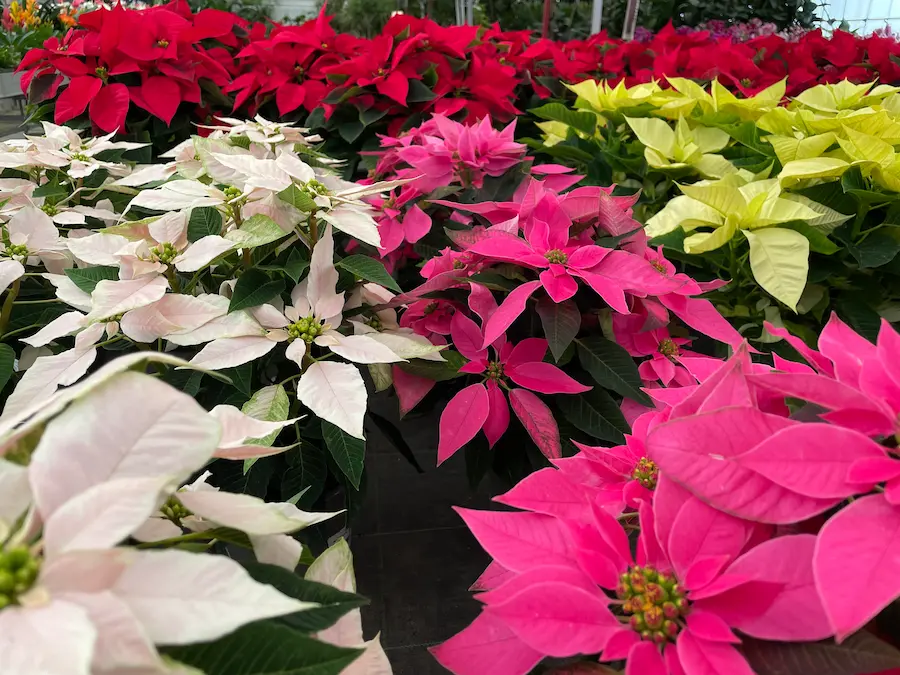 como cuidar la flor de pascua