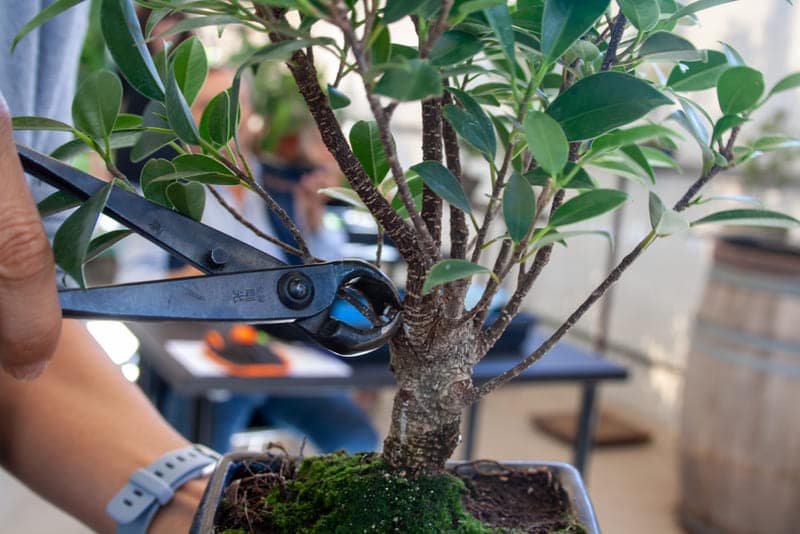 Cómo alambrar un bonsái paso a paso
