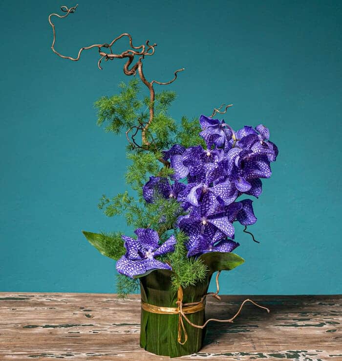 composicion orquídea morada
