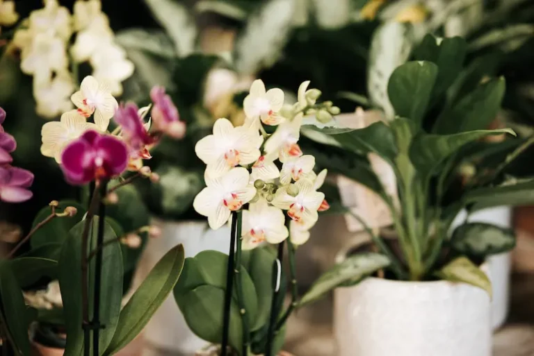 cuidados orquideas