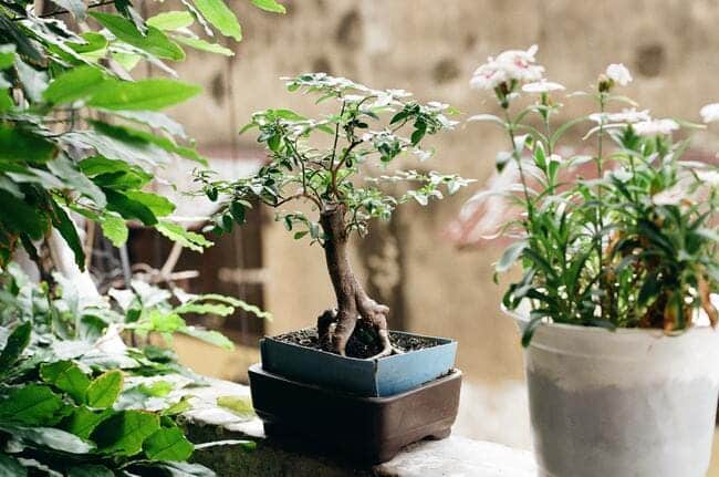 como cuidar un bonsai