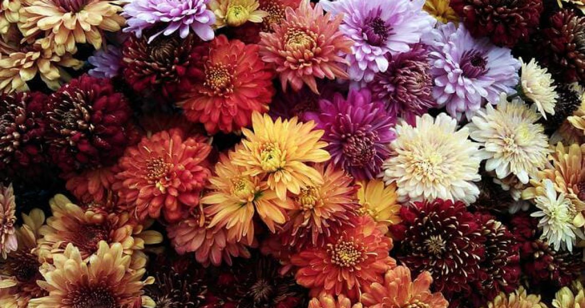 Crisantemo: La flor de noviembre y sus variedades - Silvosa Hermanos