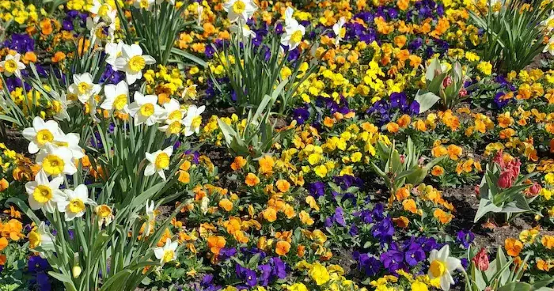 narcisos y otras plantas y flores de invierno en la floristería Silvosa Hermanos