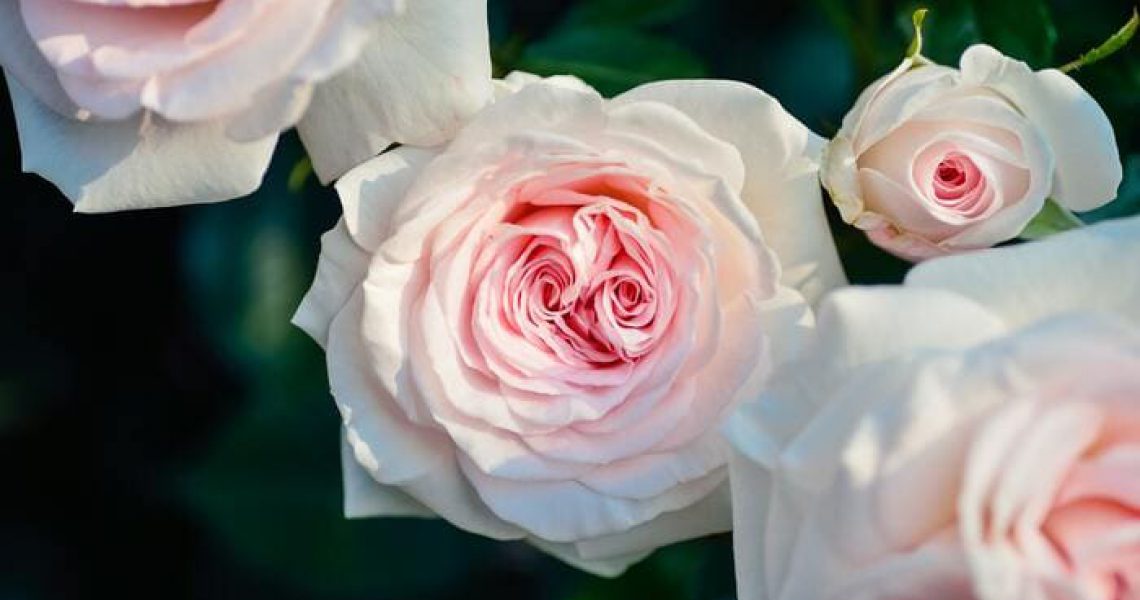 rosas de color rosa para san valentin de silvosa hermanos