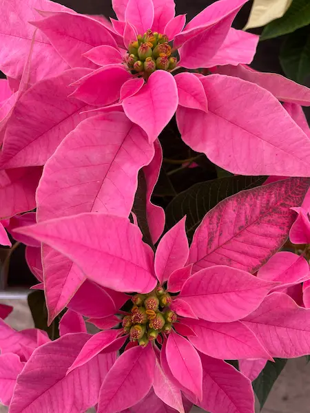 flor de pascua de la variedad jadore pink