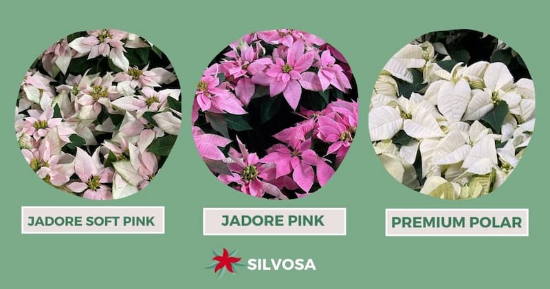 flores de pascua rosas