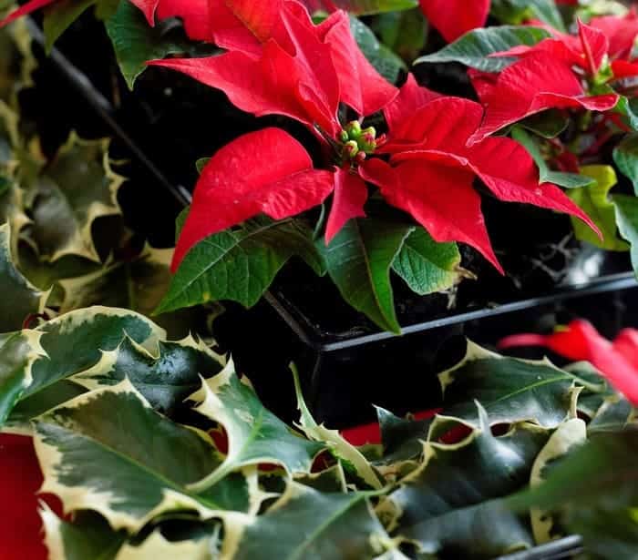 Las 5 flores y plantas de Navidad más tradicionales para decorar el hogar -  Silvosa Hermanos