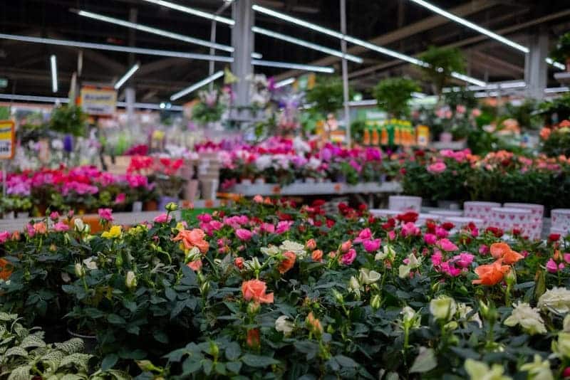 flores y plantas supermercados