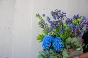 regalar flores azules