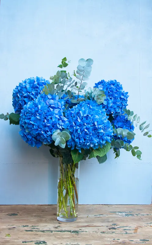 comprar hortensias azules en madrid 