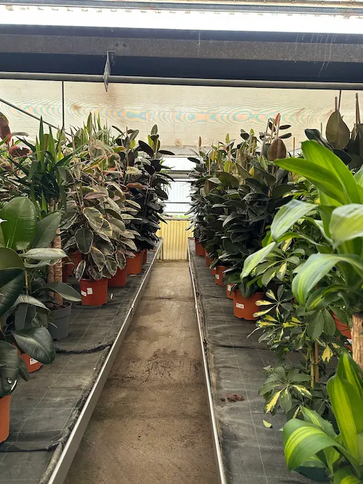 invernadero plantas interior