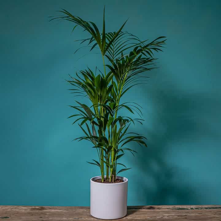 comprar kentia planta en madrid 