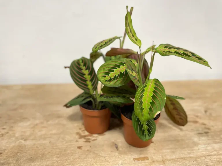 planta marantha