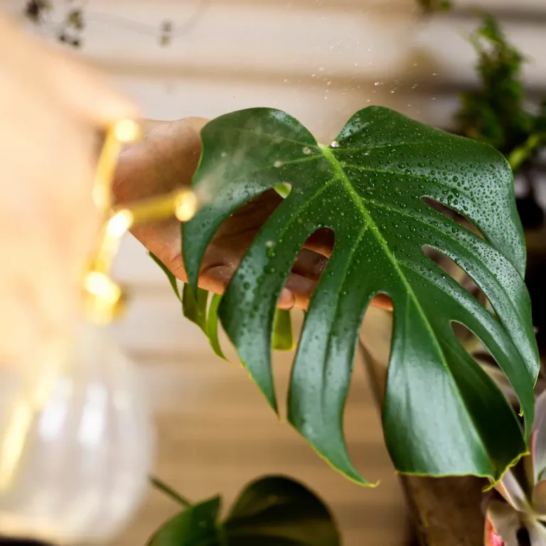 cuidar plantas calor