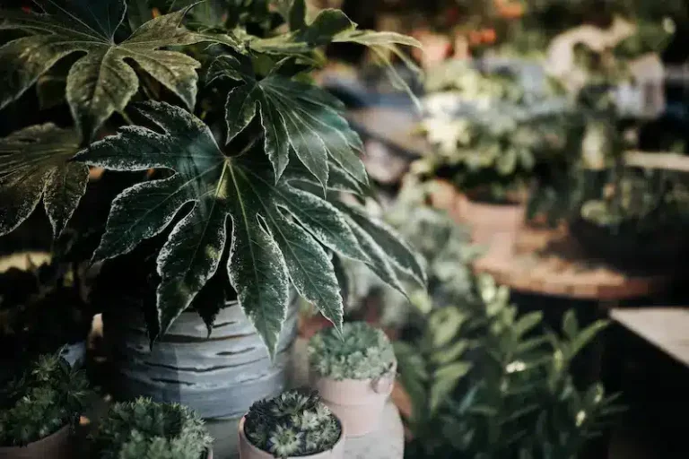 las plantas de interior grandes que mas decoran