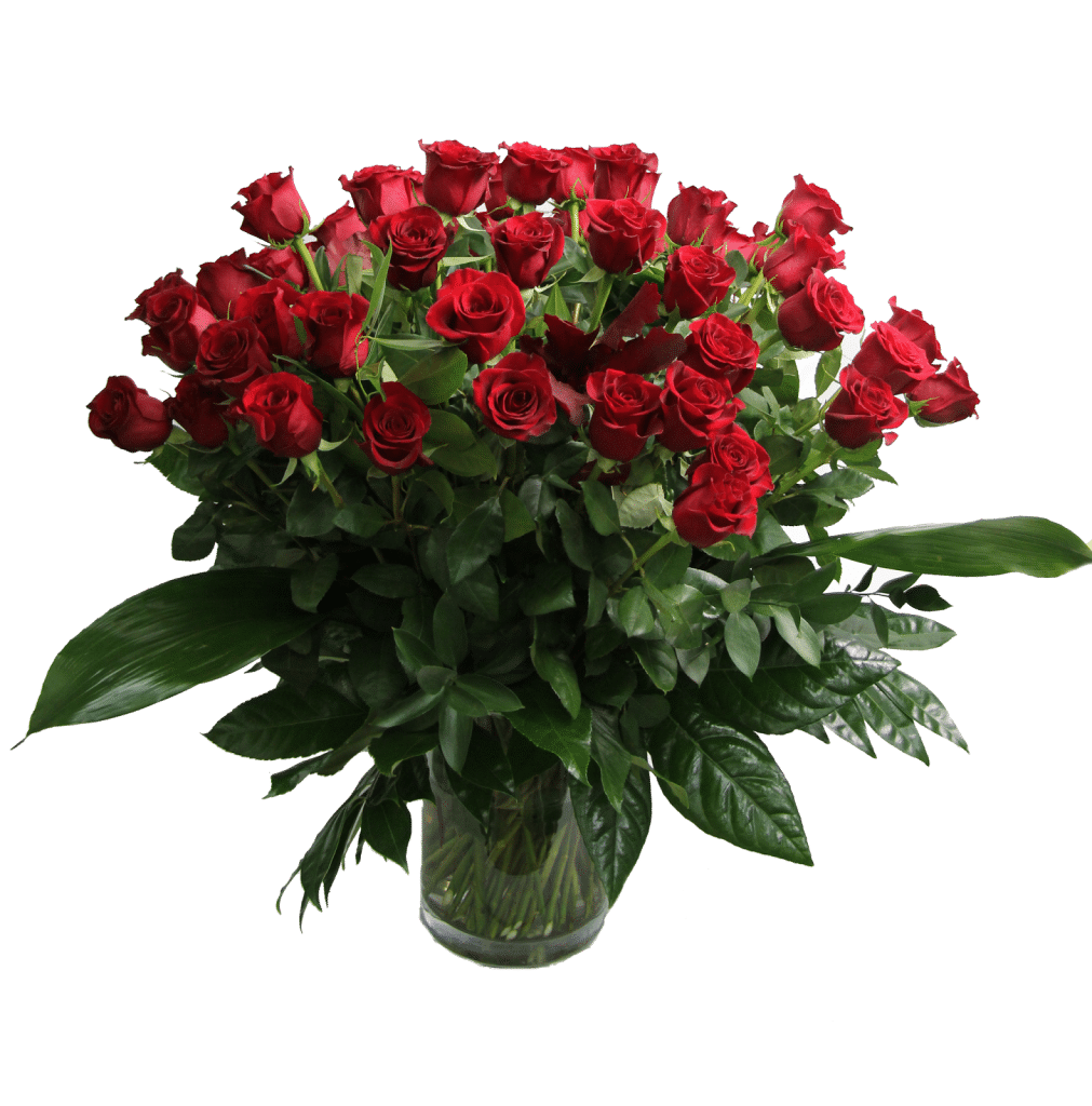 6 Consejos para cuidar rosas: La reina de las flores