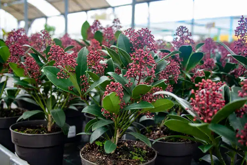 skimmia japonica - 6 plantas de invierno para jardines