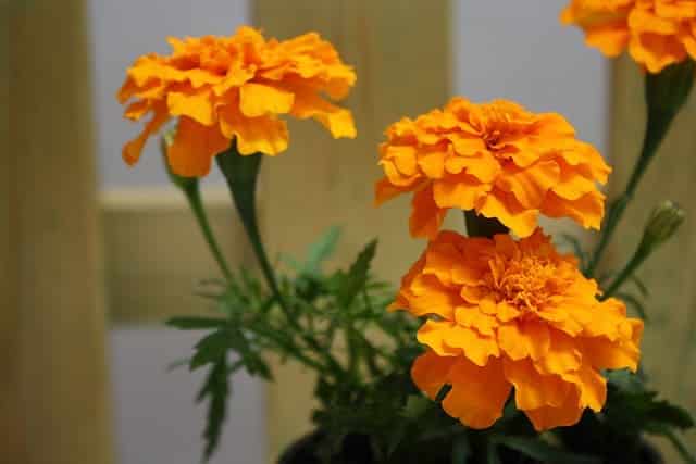planta amarilla anaranjada tagete
