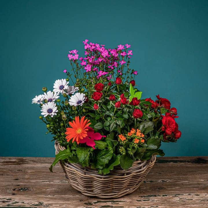 plantas de temporada en flor