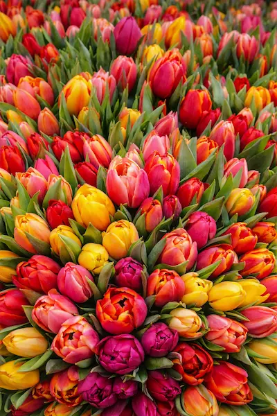 temporada de tulipanes