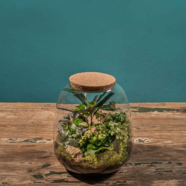 terrario plantas online