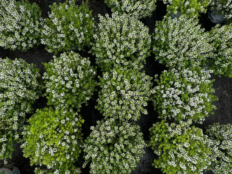 tomillo plantas antimosquitos