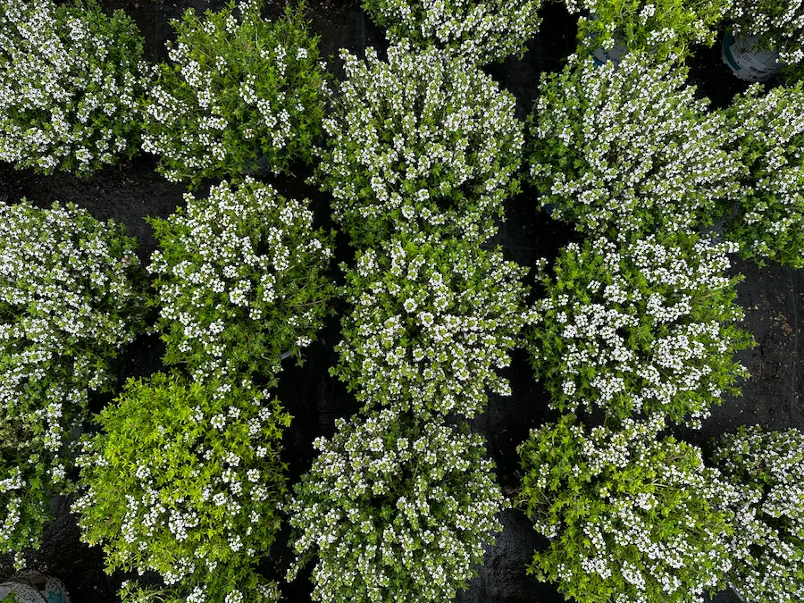 tomillo plantas antimosquitos