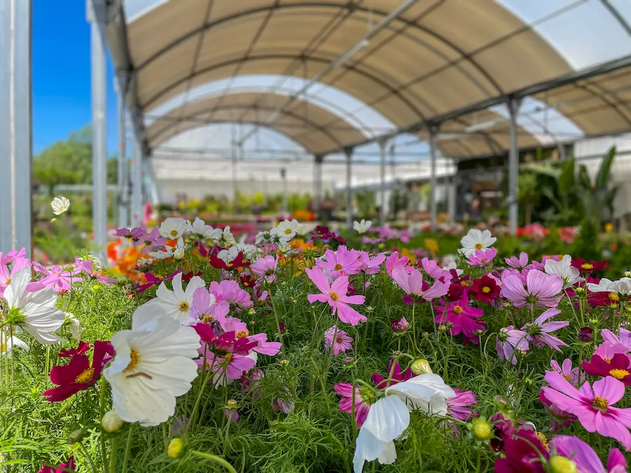 vivero de silvosa hermanos madrid